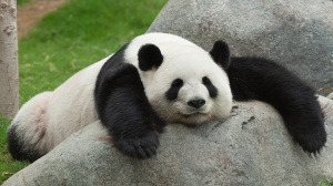 Cute-Pandas-pandas-35203709-1280-720